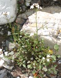 Cardamine verna. Plant with rosette leaves and inflorescences.
 Image: P.B. Heenan © Landcare Research 2019 CC BY 3.0 NZ